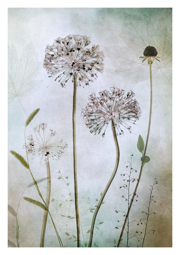 Allium- Mandy Disher