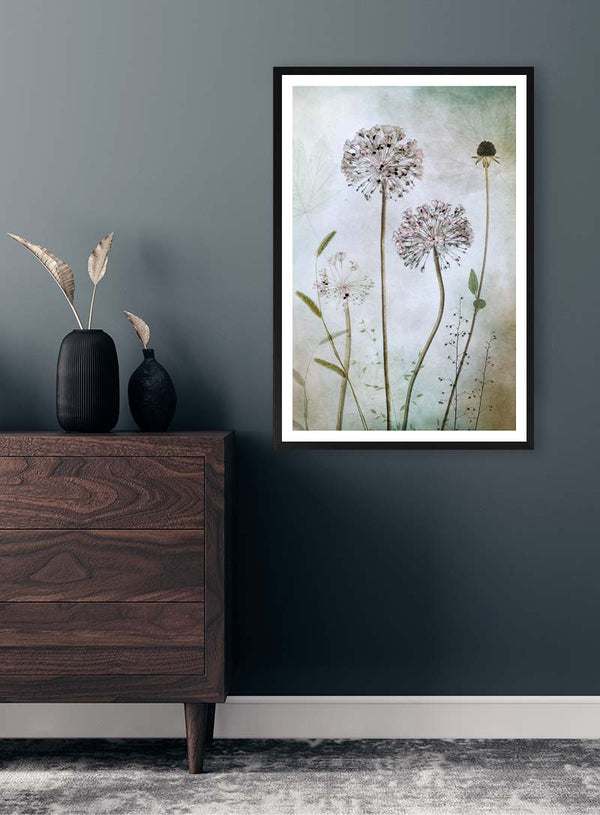 Allium- Mandy Disher